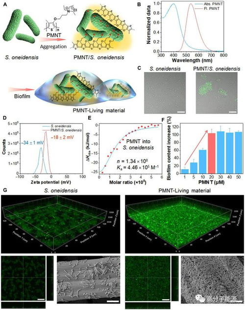 Science Advances 导电聚合物基活体材料制造柔性生物电子器件