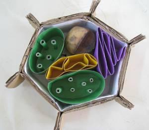 学生制作的细胞模型 - 紫千 - 河北生物圈