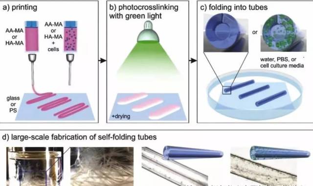 【科研】纽卡斯尔大学使用自组装4D生物材料3D打印人工角膜