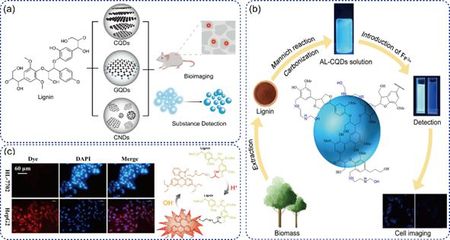 天科大戴林/斯大Mika H. Sipponen《Trends in Chemistry》:利用木质素的化学功能开发刺激响应材料