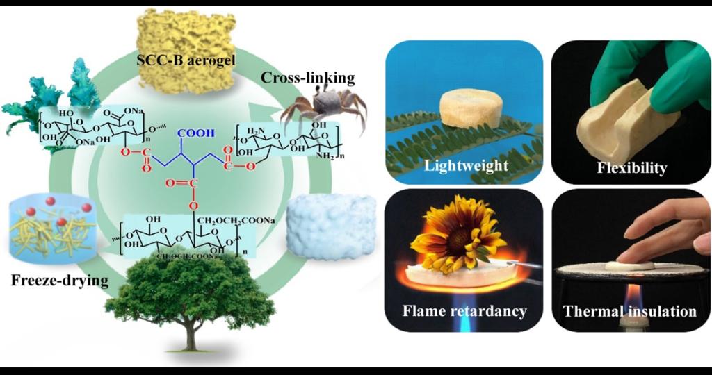 研究小组基于多糖类生物基材料,以1, 2, 3, 4-丁烷四羧酸作为力学增强
