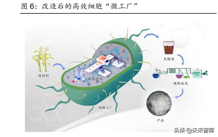 化工行业合成生物学专题报告:革故鼎新,方兴未艾