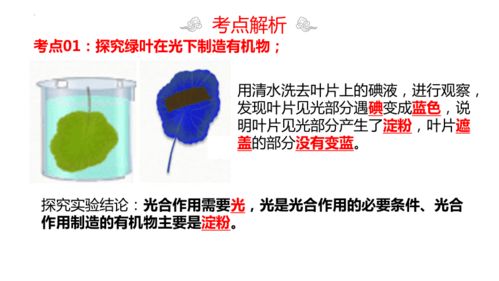 专题08 绿色植物是生物圈中有机物的制造者 考点串讲ppt 2023 2024学年七年级生物上学期期末考点大串讲 人教版 共23张ppt
