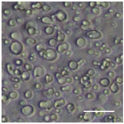 北京基因组所 国家生物信息中心 合作揭示相分离调控衰老的分子基础