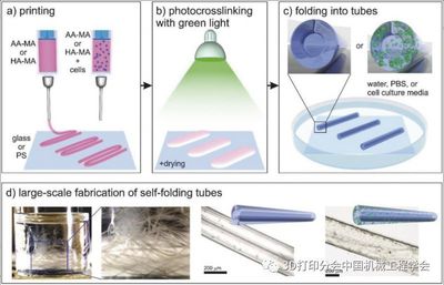 新型4D生物打印材料-可形变水凝胶