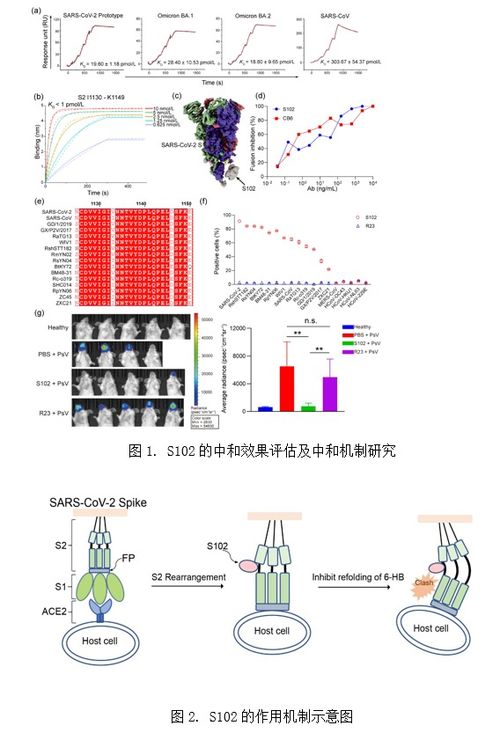 微生物所研究团队研制成功一株靶向沙贝病毒高度保守的s2亚基的广谱中和纳米抗体