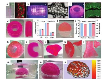 清华大学张婷、熊卓团队:用于3D打印的载细胞微凝胶基双相生物墨水