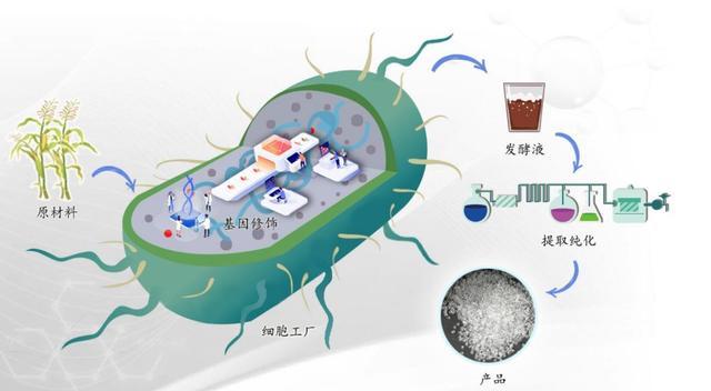 比药明康德还夸张!市占率高达95%,凯赛生物,全球合成生物龙头