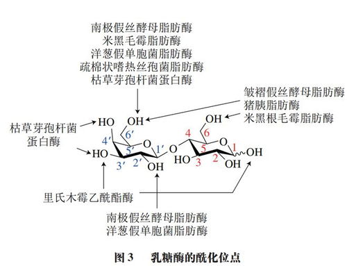 食品科学 浙江工商大学石玉刚教授等 化学与生物法制备乳糖酯及其在食品应用中的研究进展