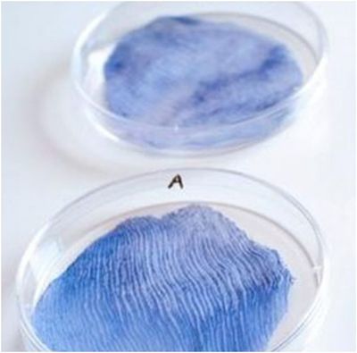 【纺织科技】从生物体中生长出来的新型纺织品