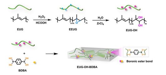 生物基多功能双向形状记忆高分子材料 岳冬梅教授在《ACS AMI》的前沿突破